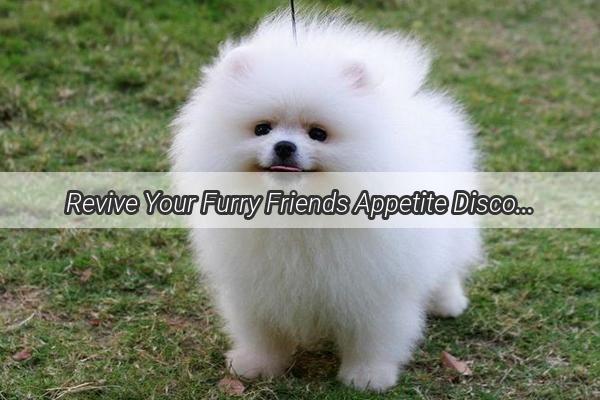 Revive Your Furry Friends Appetite Discover the Ultimate Remedies for Canine Anorexia